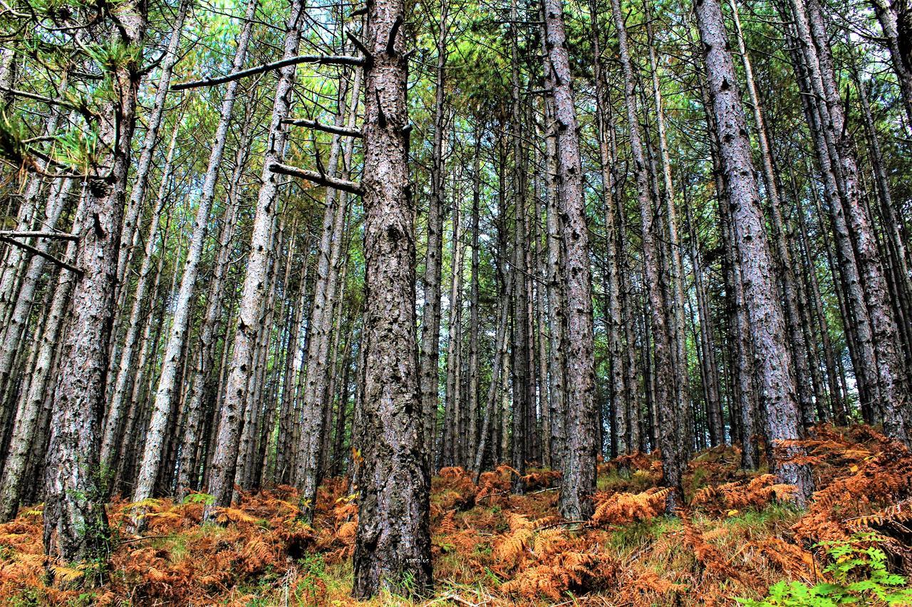 Foresta In Medias Mores تريبوليس المظهر الخارجي الصورة